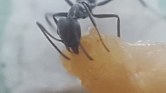 Iridomyrmex anceps