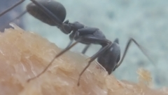 Iridomyrmex anceps