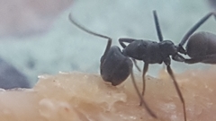 Iridomyrmex anceps