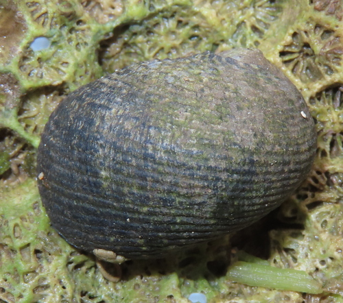 Nerita aterrima