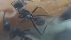 Iridomyrmex anceps