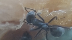 Iridomyrmex anceps