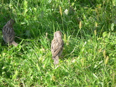 Passer domesticus