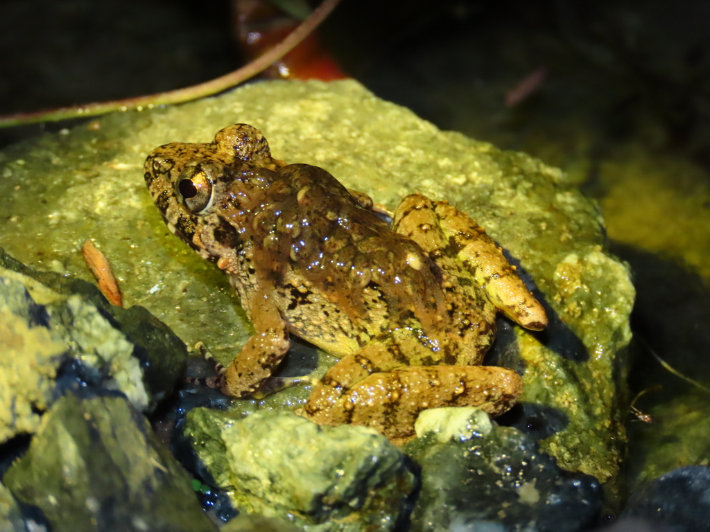 Bangkong finchi (Limnonectes finchi)