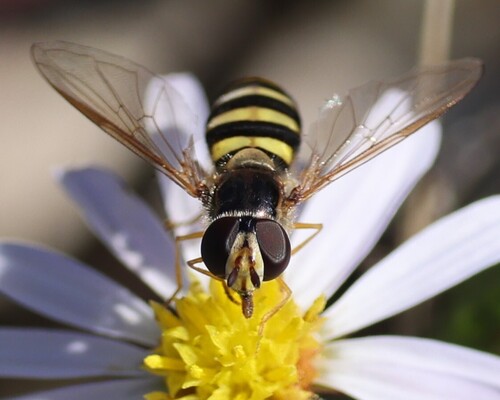 Unknown species found near Virginia Beach, VA, USA