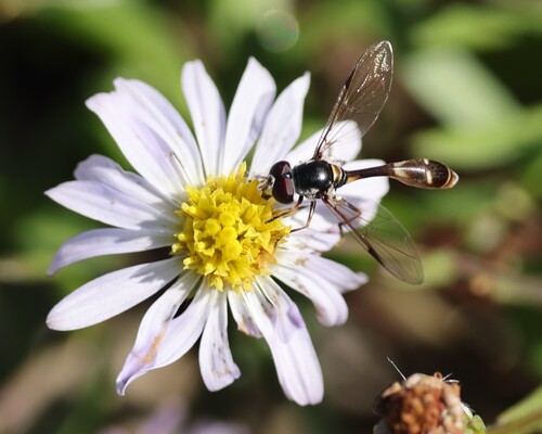 Unknown species found near Virginia Beach, VA, USA