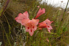 Gladiolus oreocharis