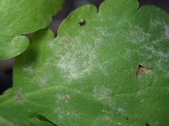 Erysiphe macleayae