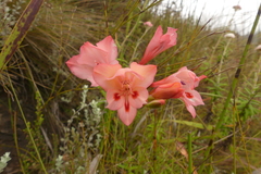 Gladiolus oreocharis