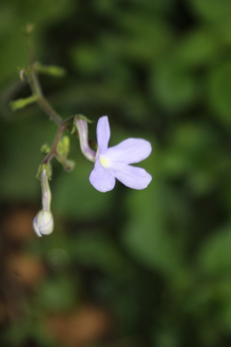 Streptocarpus polyanthus, photograph 4