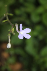 Streptocarpus polyanthus, photograph author not stated, no rights reserved