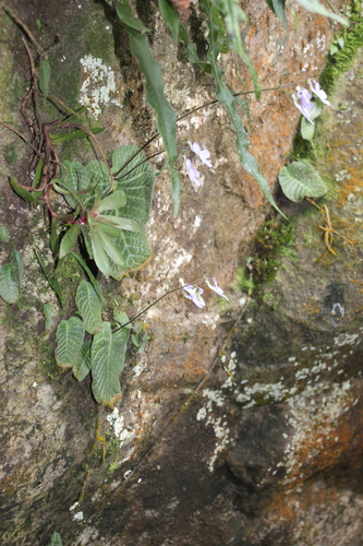 Streptocarpus polyanthus, photograph 6
