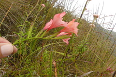 Gladiolus oreocharis