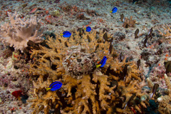 Paracanthurus hepatus