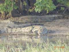 Crocodylus suchus