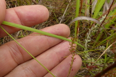 Gladiolus oreocharis