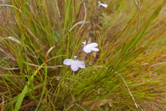 Lobelia dasyphylla