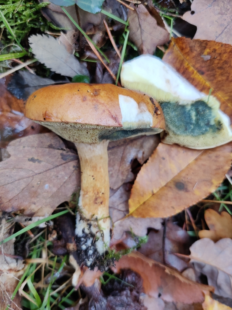Imleria badia · November 2025 · photo: © snap9037 (iNaturalist, cc-by)