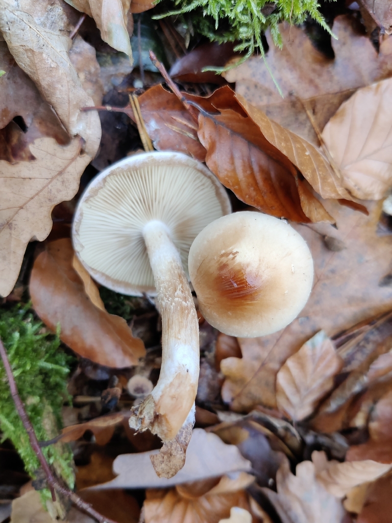 Pholiota lenta · November 2025 · photo: © snap9037 (iNaturalist, cc-by)