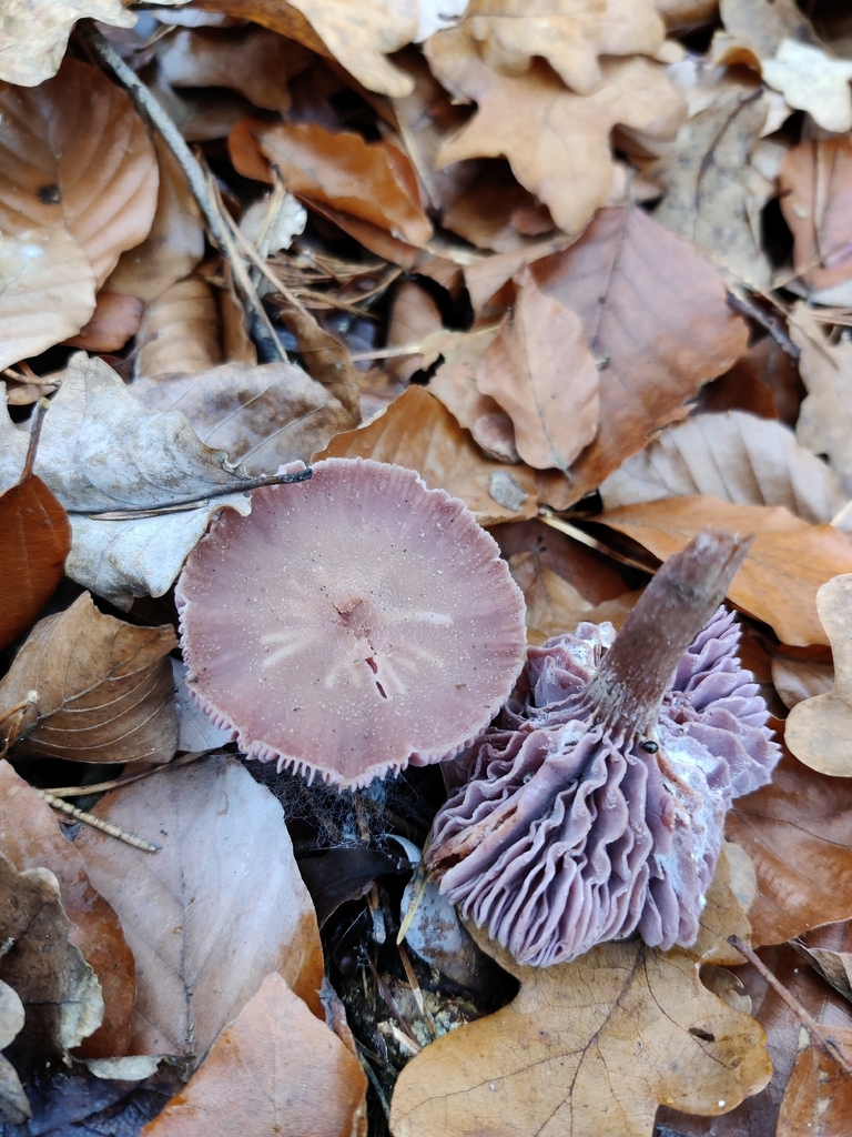 Laccaria amethystina · November 2025 · photo: © snap9037 (iNaturalist, cc-by)