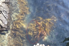 Carpophyllum flexuosum