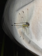 Austrogomphus prasinus