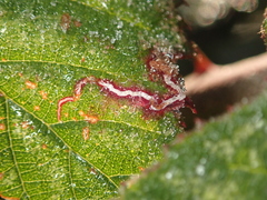 Stigmella aurella