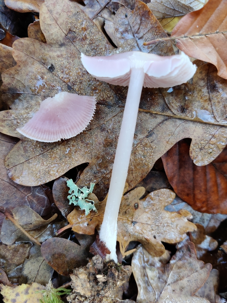 Mycena rosea