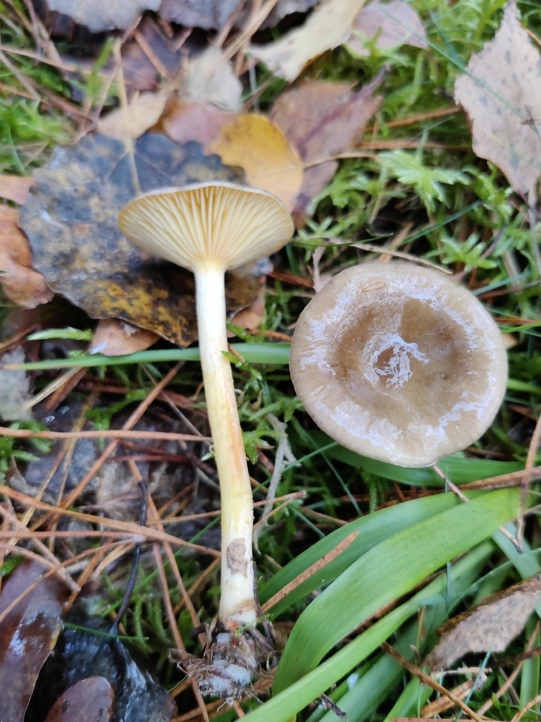 Hygrophorus hypothejus · November 2025 · photo: © snap9037 (iNaturalist, cc-by)