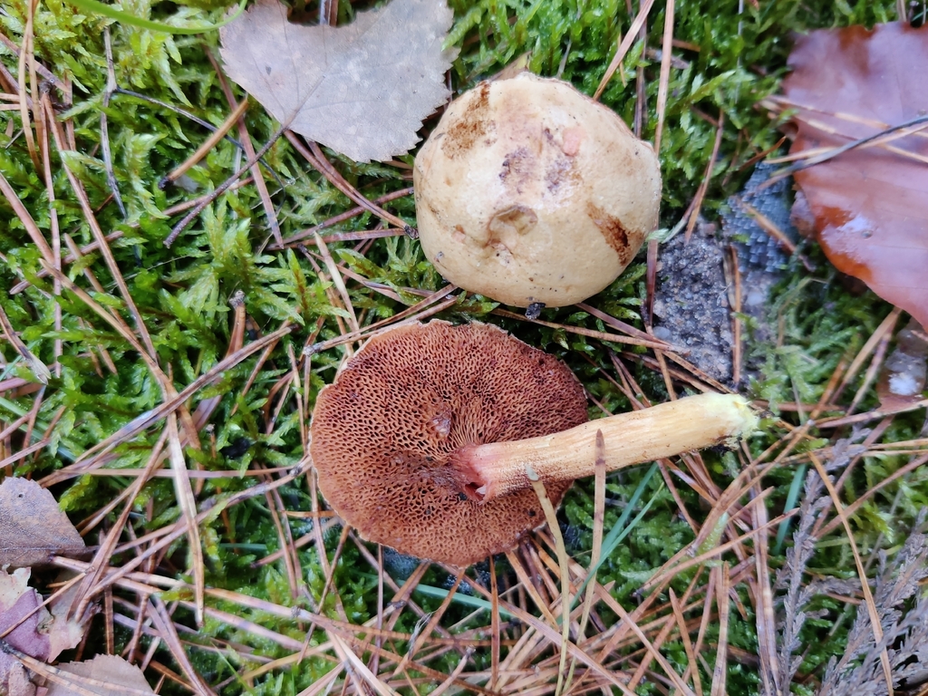 Chalciporus piperatus · November 2025 · photo: © snap9037 (iNaturalist, cc-by)