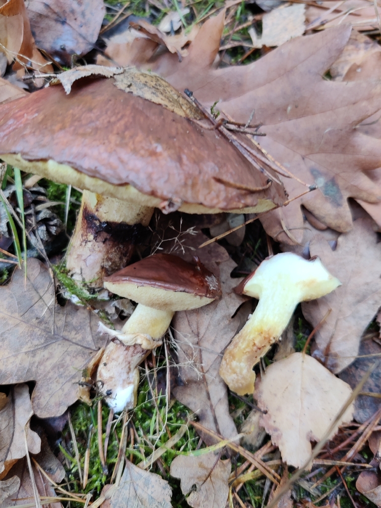 Suillus luteus · November 2025 · photo: © snap9037 (iNaturalist, cc-by)
