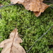 Calcareous and Allied Mosses - Photo (c) Kirill Ignatyev, some rights reserved (CC BY-SA)
