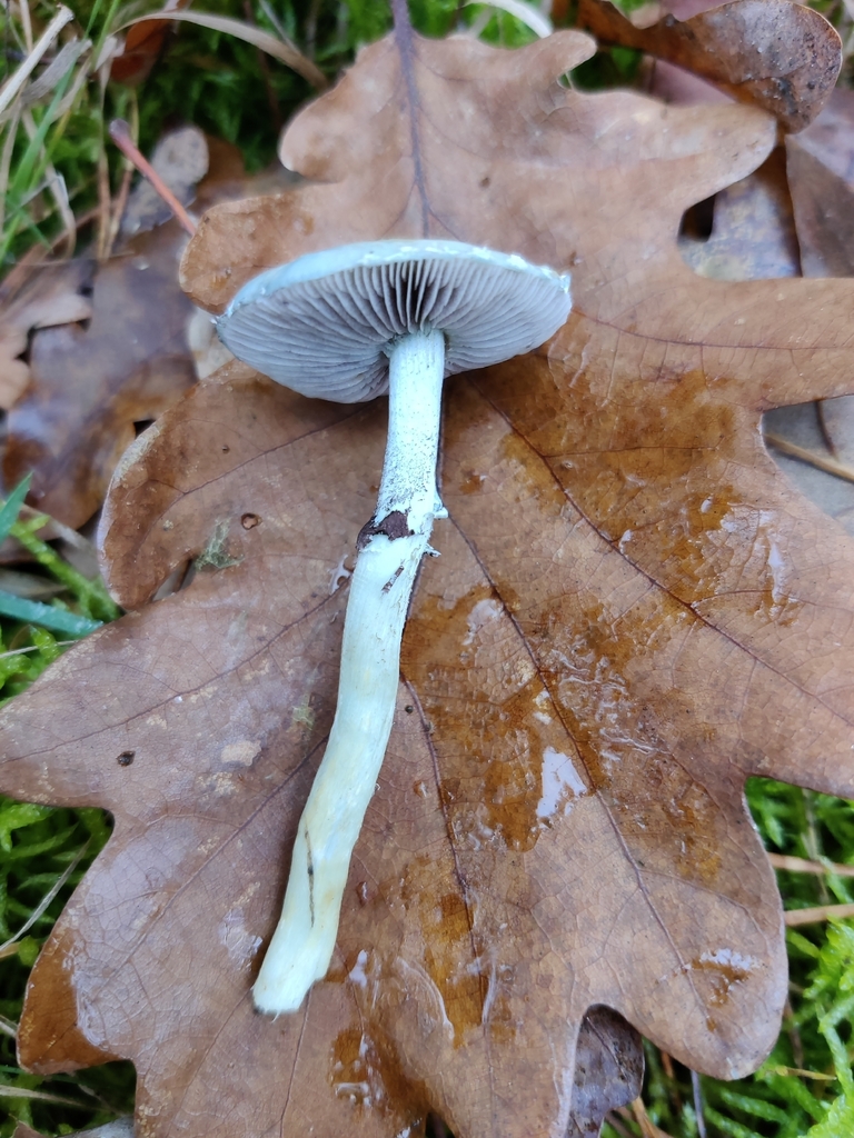 Stropharia aeruginosa · November 2025 · photo: © snap9037 (iNaturalist, cc-by)