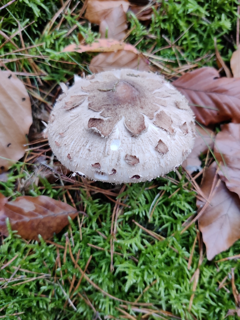 Macrolepiota rhodosperma
