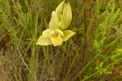 Orthochilus tabularis