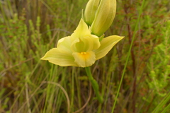 Orthochilus tabularis