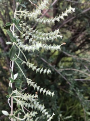 Aloysia gratissima