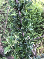 Aloysia gratissima
