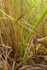 Orthochilus tabularis