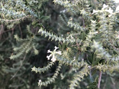 Aloysia gratissima