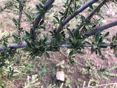 Aloysia gratissima