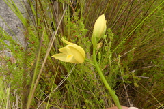 Orthochilus tabularis