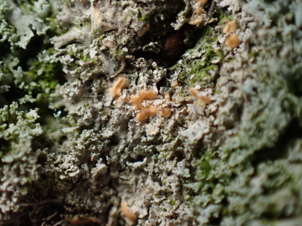 Erythricium aurantiacum
