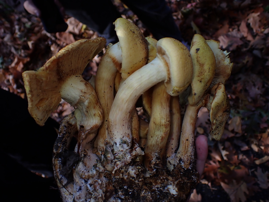 Gymnopilus subspectabilis