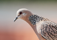 Streptopelia chinensis