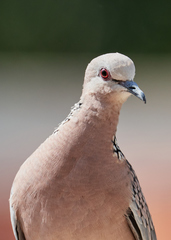 Streptopelia chinensis