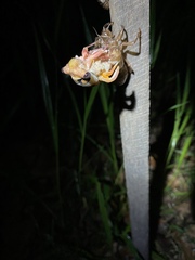 Macrotristria godingi