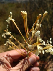 Tritoniopsis nervosa