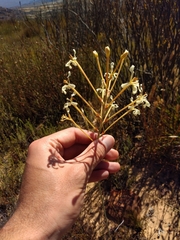 Tritoniopsis nervosa