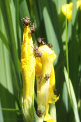 Mononychus punctumalbum